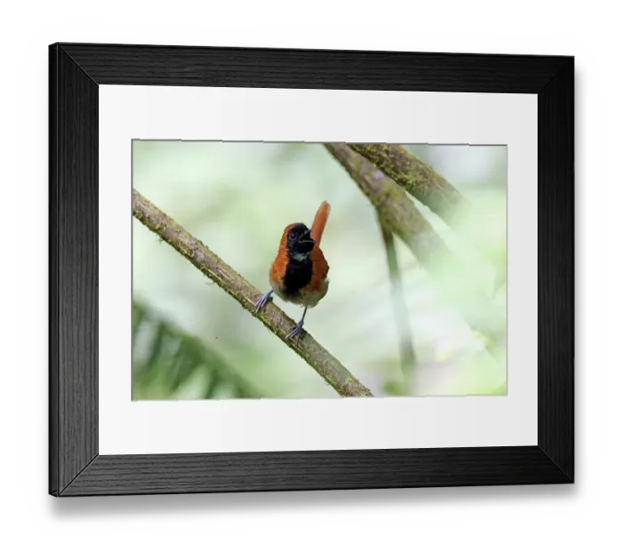 Framed Print : Black-faced rufous warbler (Bathmocercus rufus) perched on branch, Nyungwe Forest, Rwanda Framed Print : Black-faced rufous warbler (Bathmocercus rufus) perched on branch, Nyungwe Forest, Rwanda