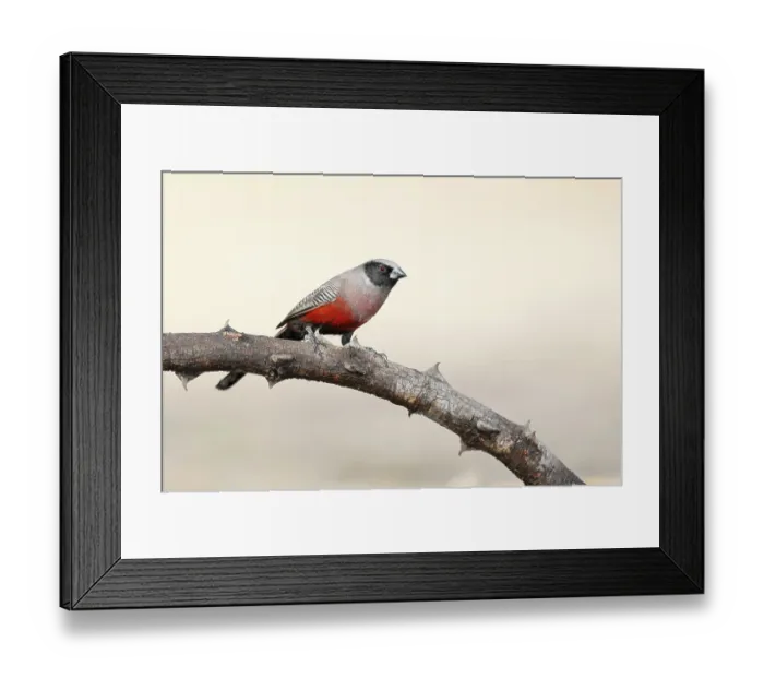 Framed Print : Black-faced waxbill (Estrilda erythronotos) perched on branch, Limpopo Lipadi Game Reserve, Botswana. Controlled conditions Framed Print : Black-faced waxbill (Estrilda erythronotos) perched on branch, Limpopo Lipadi Game Reserve, Botswana. Controlled conditions
