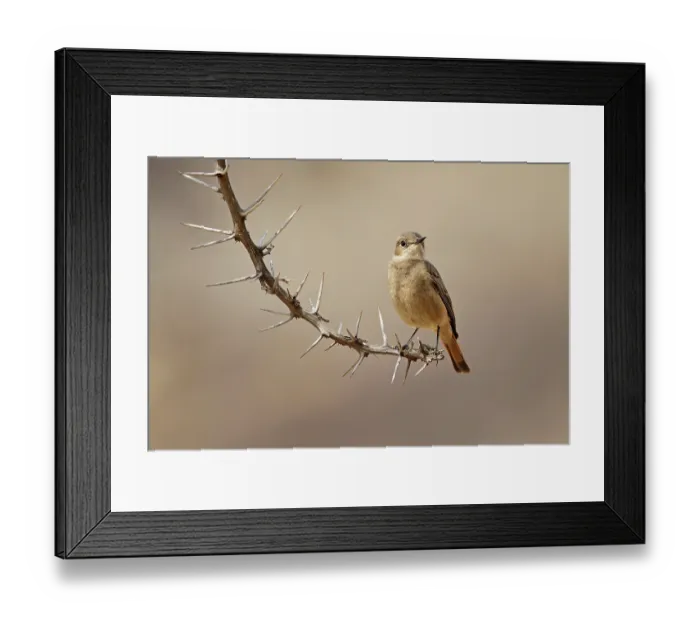 Framed Print : Familiar chat (Cercomela familiaris) perched on thorny branch, Kololo Game Reserve, Waterberg Biosphere, South Africa Framed Print : Familiar chat (Cercomela familiaris) perched on thorny branch, Kololo Game Reserve, Waterberg Biosphere, South Africa