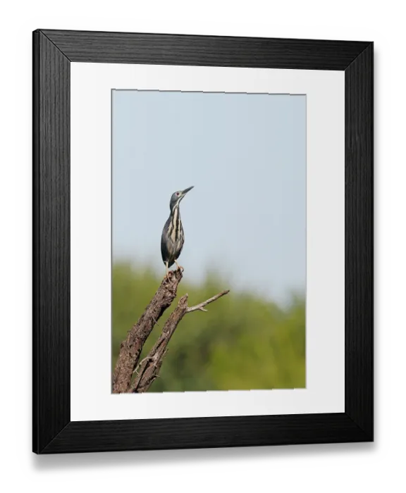 Framed Print : Dwarf bittern (Ixobrychus sturmii) perched on dead branch, Kgomo Kgomo floodplain, North West Province, South Africa Framed Print : Dwarf bittern (Ixobrychus sturmii) perched on dead branch, Kgomo Kgomo floodplain, North West Province, South Africa