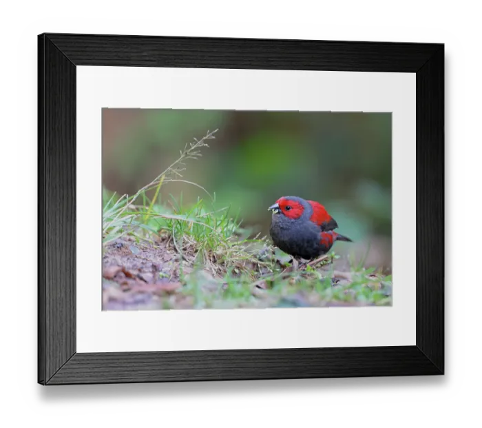 Framed Print : Dusky crimsonwing (Cryptospiza jacksoni) feeding on seeds on the ground, Nyungwe Forest, Rwanda Framed Print : Dusky crimsonwing (Cryptospiza jacksoni) feeding on seeds on the ground, Nyungwe Forest, Rwanda