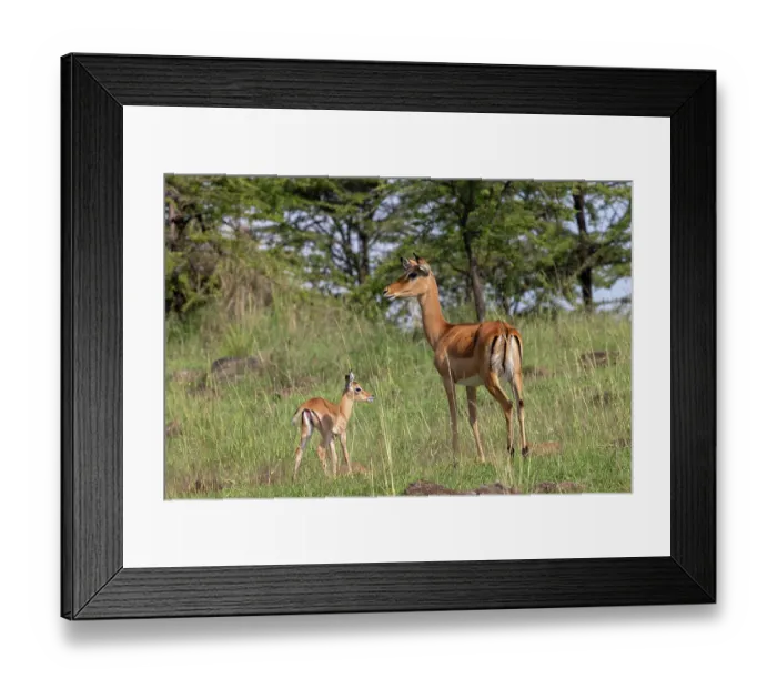 Framed Print : Impala (Aepyceros melampus) female standing alert next to calf, Masai Mara National Reserve, Kenya Framed Print : Impala (Aepyceros melampus) female standing alert next to calf, Masai Mara National Reserve, Kenya