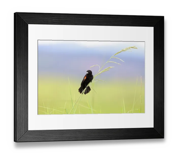 Framed Print : Fan-tailed widowbird (Euplectes axillaris) male, summer breeding plumage, perched among tall grass with tail fanned out, displaying, Thurlow Nature Reserve, KwaZulu Natal Framed Print : Fan-tailed widowbird (Euplectes axillaris) male, summer breeding plumage, perched among tall grass with tail fanned out, displaying, Thurlow Nature Reserve, KwaZulu Natal