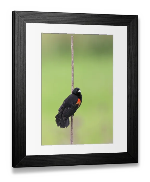 Framed Print : Fan-tailed widowbird (Euplectes axillaris) male, summer breeding plumage, perched on branch with tail fanned out, displaying, Thurlow Nature Reserve, KwaZulu Natal, South Africa Framed Print : Fan-tailed widowbird (Euplectes axillaris) male, summer breeding plumage, perched on branch with tail fanned out, displaying, Thurlow Nature Reserve, KwaZulu Natal, South Africa