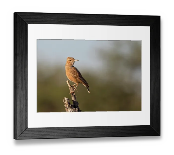 Framed Print : Spike-heeled lark (Chersomanes albofasciata) perched on tree stump, Tswalu Kalhari Reserve, South Africa Framed Print : Spike-heeled lark (Chersomanes albofasciata) perched on tree stump, Tswalu Kalhari Reserve, South Africa