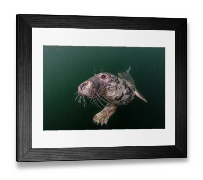 Framed Print : Grey seal (Halichoerus grypus) swimming underwater, Shetland Isles, Scotland, UK, Atlantic Ocean