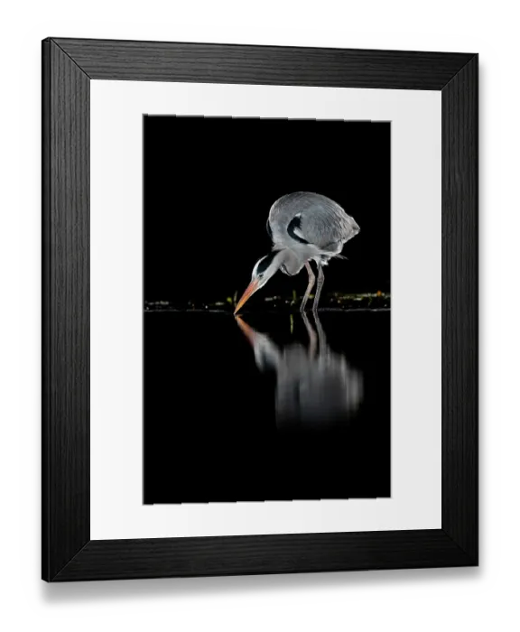 Framed Print : Grey heron (Ardea cinerea) fishing in pond at night, near Bourne, Lincolnshire, UK. January Framed Print : Grey heron (Ardea cinerea) fishing in pond at night, near Bourne, Lincolnshire, UK. January