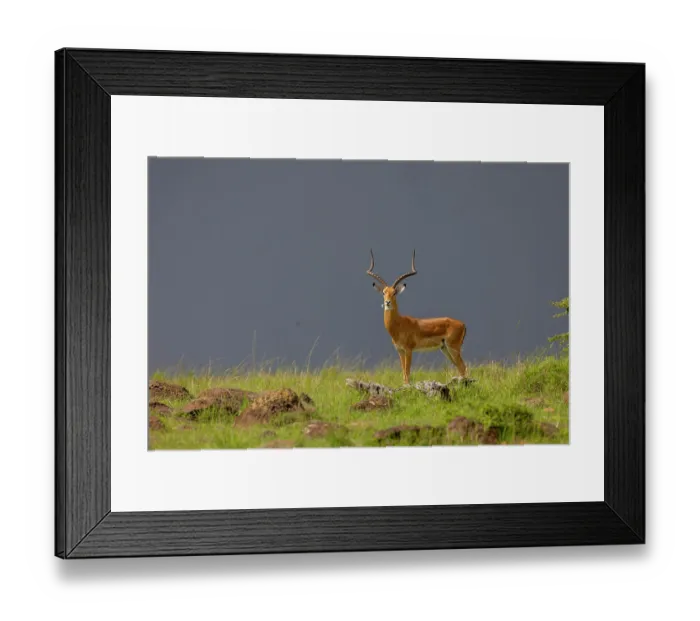 Framed Print : Impala (Aepyceros melampus) male, feeding on grassland under a dark sky, Masai Mara National Reserve, Kenya Framed Print : Impala (Aepyceros melampus) male, feeding on grassland under a dark sky, Masai Mara National Reserve, Kenya