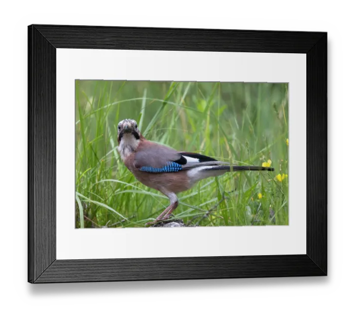Framed Print : Eurasian jay (Garrulus glandarius) perched among grass, Aude, France. June Framed Print : Eurasian jay (Garrulus glandarius) perched among grass, Aude, France. June