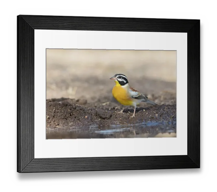 Framed Print : Golden-breasted bunting (Emberiza flaviventris) standing on the ground, Limpopo Lipadi Game Reserve, Botswana Framed Print : Golden-breasted bunting (Emberiza flaviventris) standing on the ground, Limpopo Lipadi Game Reserve, Botswana