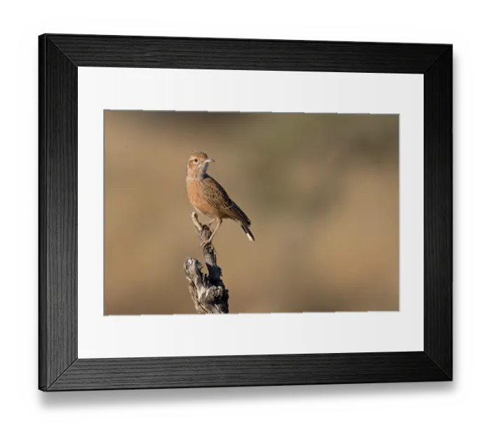 Framed Print : Spike-heeled lark (Chersomanes albofasciata) perched on tree stump, Tswalu Kalhari Reserve, South Africa