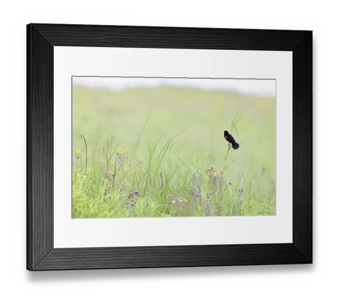 Framed Print : Fan-tailed widowbird (Euplectes axillaris) male, summer breeding plumage, perched among tall grass with tail fanned out, displaying, Thurlow Nature Reserve, KwaZulu Natal Framed Print : Fan-tailed widowbird (Euplectes axillaris) male, summer breeding plumage, perched among tall grass with tail fanned out, displaying, Thurlow Nature Reserve, KwaZulu Natal