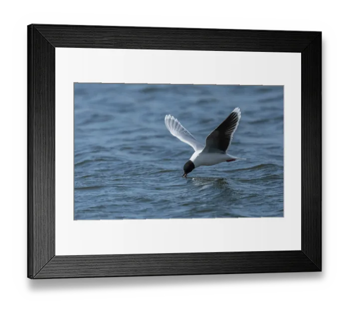 Framed Print : Little gull (Hydrocoloeus minutus) feeding on insects on the surface of the water, Finland. May Framed Print : Little gull (Hydrocoloeus minutus) feeding on insects on the surface of the water, Finland. May