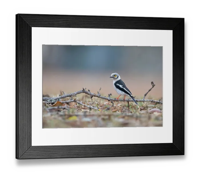 Framed Print : White-crested helmet-shrike (Prionops plumatus) perched on a dead branch on the ground, Mkhuze Game Reserve, KwaZulu Natal, South Africa Framed Print : White-crested helmet-shrike (Prionops plumatus) perched on a dead branch on the ground, Mkhuze Game Reserve, KwaZulu Natal, South Africa