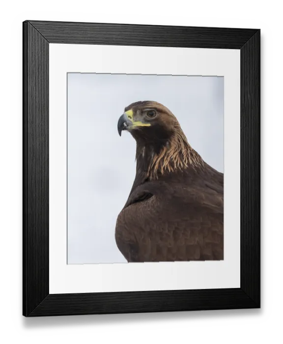 Framed Print : Golden eagle, (Aquila chrysaetos) juvenile, portrait, Finland. January Framed Print : Golden eagle, (Aquila chrysaetos) juvenile, portrait, Finland. January