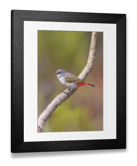 Framed Print : Swee waxbill (Coccopygia melanotis) perched on branch, Ballot's Bay Private Nature Reserve, Western Cape, South Africa Framed Print : Swee waxbill (Coccopygia melanotis) perched on branch, Ballot's Bay Private Nature Reserve, Western Cape, South Africa