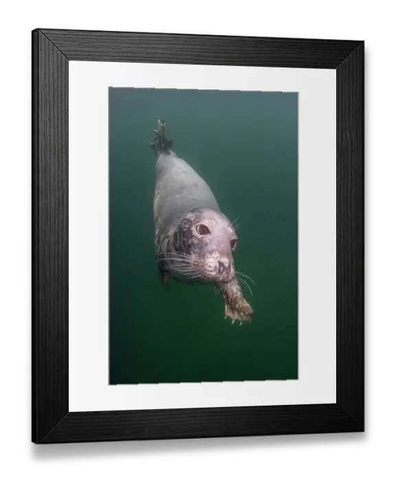 Framed Print : Grey seal (Halichoerus grypus) swimming underwater, Shetland Isles, Scotland, UK, Atlantic Ocean Framed Print : Grey seal (Halichoerus grypus) swimming underwater, Shetland Isles, Scotland, UK, Atlantic Ocean