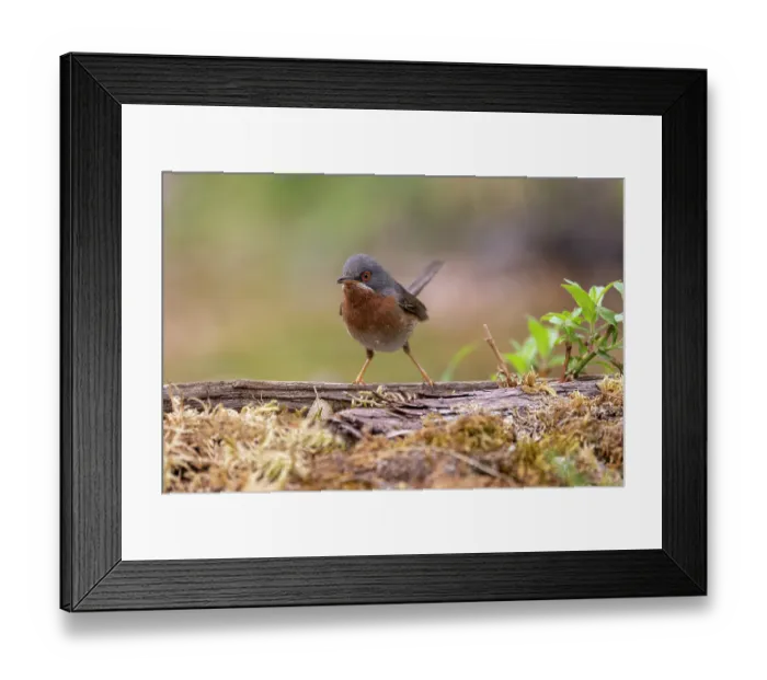 Framed Print : Western subalpine warbler (Curruca iberiae) male, portrait, Aude, France. June
