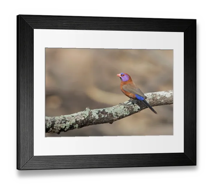 Framed Print : Violet-backed waxbill (Granatina granatina) perched on a branch, Limpopo Lipadi Game Reserve, Botswana. Controlled conditions Framed Print : Violet-backed waxbill (Granatina granatina) perched on a branch, Limpopo Lipadi Game Reserve, Botswana. Controlled conditions