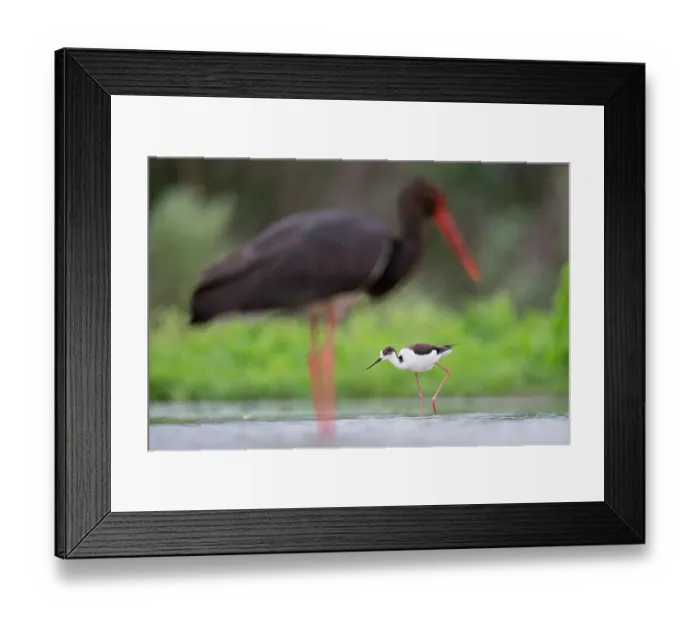 Framed Print : Black-winged stilt (Himantopus himantopus) wading in shallow water with Black stork (Ciconia nigra) behind, Pusztaszer, Kiskunsagi National Park, Hungary. May Framed Print : Black-winged stilt (Himantopus himantopus) wading in shallow water with Black stork (Ciconia nigra) behind, Pusztaszer, Kiskunsagi National Park, Hungary. May