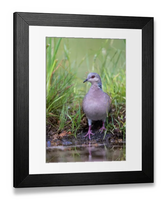 Framed Print : European turtle dove (Streptopelia turtur) standing at edge of pond, Aude, France. June Framed Print : European turtle dove (Streptopelia turtur) standing at edge of pond, Aude, France. June
