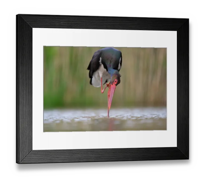 Framed Print : Black stork (Ciconia nigra) standing in shallow water scratching its head, Pusztaszer, Kiskunsagi National Park, Hungary. May Framed Print : Black stork (Ciconia nigra) standing in shallow water scratching its head, Pusztaszer, Kiskunsagi National Park, Hungary. May