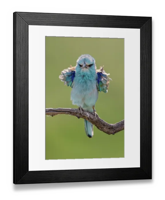 Framed Print : European roller (Coracias garrulus) perched on branch ruffling its feathers, Pusztaszer, Kiskunsagi National Park, Hungary. May Framed Print : European roller (Coracias garrulus) perched on branch ruffling its feathers, Pusztaszer, Kiskunsagi National Park, Hungary. May
