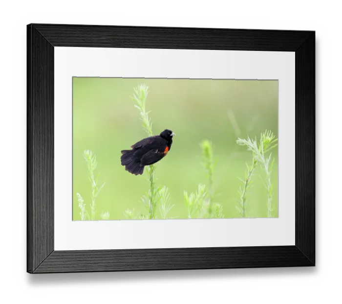 Framed Print : Fan-tailed widowbird (Euplectes axillaris) male, summer breeding plumage, perched among tall grass with tail fanned out, displaying, Thurlow Nature Reserve, KwaZulu Natal Framed Print : Fan-tailed widowbird (Euplectes axillaris) male, summer breeding plumage, perched among tall grass with tail fanned out, displaying, Thurlow Nature Reserve, KwaZulu Natal