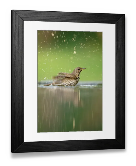 Framed Print : Song thrush (Turdus philomelos) bathing in shallow water, Pusztaszer, Kiskunsagi National Park, Hungary. May Framed Print : Song thrush (Turdus philomelos) bathing in shallow water, Pusztaszer, Kiskunsagi National Park, Hungary. May