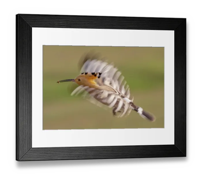 Framed Print : Eurasian hoopoe (Upupa epops) in flight carrying insect prey in beak, Pusztaszer, Kiskunsagi National Park, Hungary. May Framed Print : Eurasian hoopoe (Upupa epops) in flight carrying insect prey in beak, Pusztaszer, Kiskunsagi National Park, Hungary. May