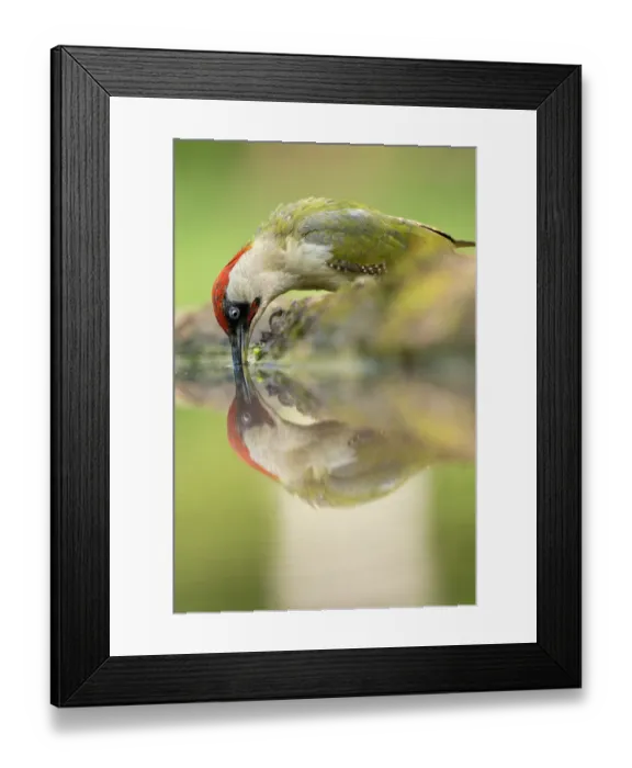 Framed Print : Green woodpecker (Picus viridis) drinking at water's edge, Pusztaszer, Kiskunsagi National Park, Hungary. May Framed Print : Green woodpecker (Picus viridis) drinking at water's edge, Pusztaszer, Kiskunsagi National Park, Hungary. May