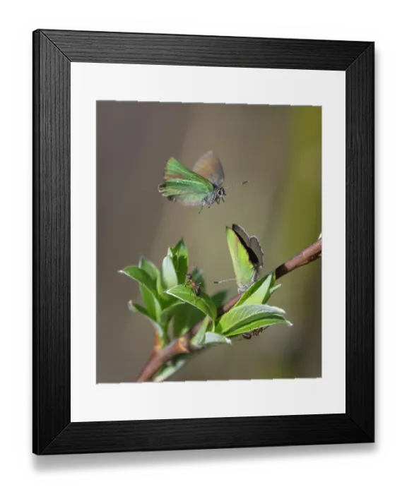 Framed Print : Green hairstreak butterflies (Callophrys rubi) pair, in flight and resting on branch, Finland. May Framed Print : Green hairstreak butterflies (Callophrys rubi) pair, in flight and resting on branch, Finland. May