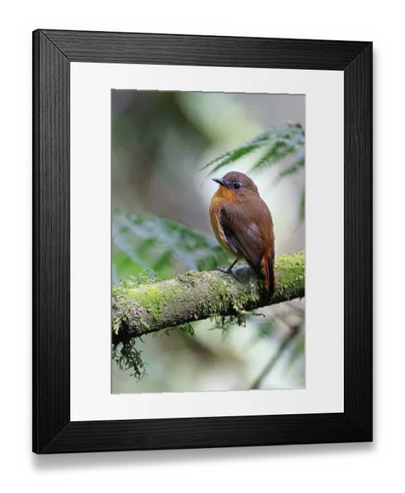 Framed Print : White-bellied robin-chat (Cossyphicula roberti) perched on branch, Nyungwe Forest, Rwanda Framed Print : White-bellied robin-chat (Cossyphicula roberti) perched on branch, Nyungwe Forest, Rwanda