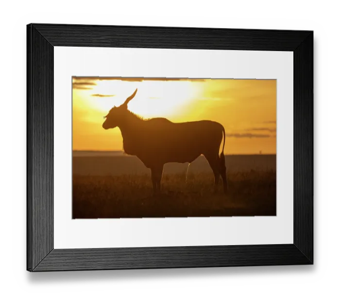 Framed Print : Common eland (Tragelaphus oryx) male, standing on the savannah, silhouetted at sunrise, Masai Mara National Reserve, Kenya Framed Print : Common eland (Tragelaphus oryx) male, standing on the savannah, silhouetted at sunrise, Masai Mara National Reserve, Kenya