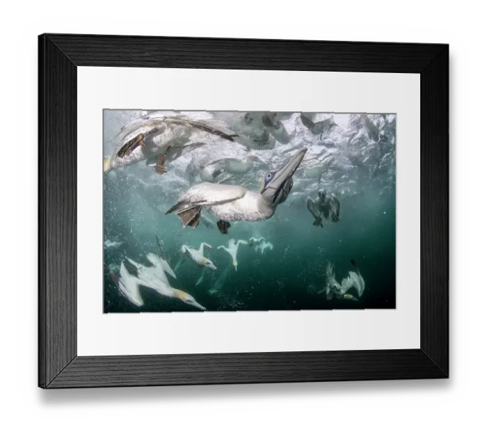 Framed Print : Northern gannets (Morus bassanus) diving underwater to feed on discarded fish, Noss National Nature Reserve, Shetland Isles, Scotland, UK, Atlantic Ocean Framed Print : Northern gannets (Morus bassanus) diving underwater to feed on discarded fish, Noss National Nature Reserve, Shetland Isles, Scotland, UK, Atlantic Ocean