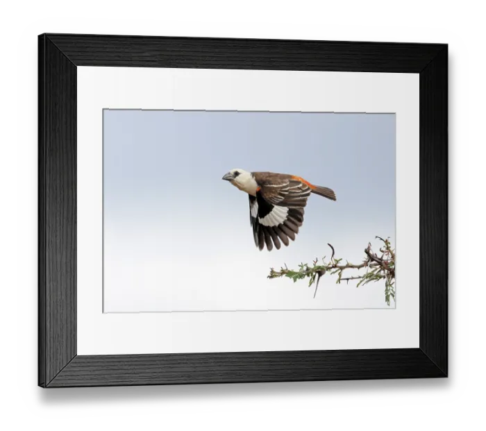 Framed Print : White-headed buffalo weaver (Dinemellia dinemelli) taking flight, El Karama Wilderness Conservancy, northern Kenya Framed Print : White-headed buffalo weaver (Dinemellia dinemelli) taking flight, El Karama Wilderness Conservancy, northern Kenya