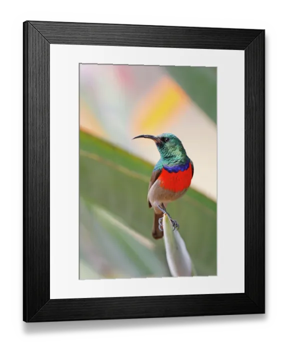 Framed Print : Greater double-collared sunbird (Cinnyris afer) male, perched on leaf, Dullstroom, Mpumalanga, South Africa Framed Print : Greater double-collared sunbird (Cinnyris afer) male, perched on leaf, Dullstroom, Mpumalanga, South Africa