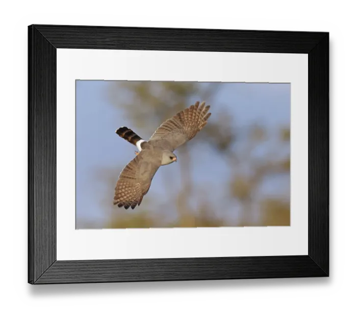Framed Print : Gabar goshawk (Micronisus gabar) in flight, El Karama Wilderness Conservancy, northern Kenya Framed Print : Gabar goshawk (Micronisus gabar) in flight, El Karama Wilderness Conservancy, northern Kenya