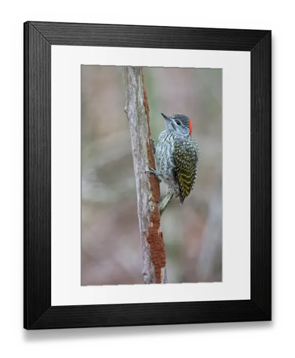 Framed Print : Golden-tailed woodpecker (Campethera abingoni) perched on a branch, Mkuze Game Reserve, KwaZulu Natal, South Africa Framed Print : Golden-tailed woodpecker (Campethera abingoni) perched on a branch, Mkuze Game Reserve, KwaZulu Natal, South Africa