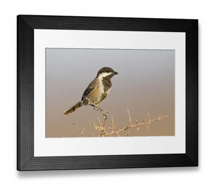 Framed Print : Grey tit (Parus afer) perched on thorny branch, Karoo, Western Cape, South Africa Framed Print : Grey tit (Parus afer) perched on thorny branch, Karoo, Western Cape, South Africa