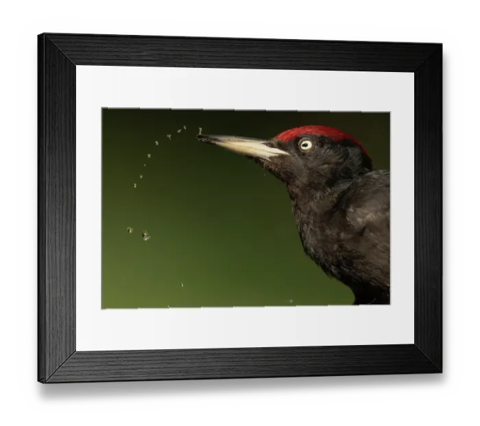 Framed Print : Black woodpecker (Dryocopus martius) drinking, portrait, Pusztaszer, Kiskunsagi National Park, Hungary. May Framed Print : Black woodpecker (Dryocopus martius) drinking, portrait, Pusztaszer, Kiskunsagi National Park, Hungary. May