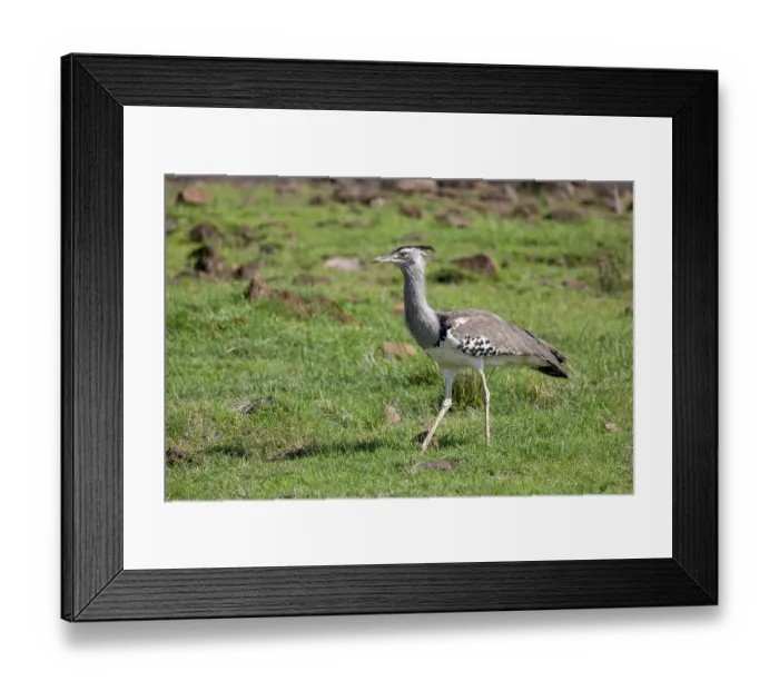 Framed Print : Kori bustard (Ardeotis kori) walking in the savanna, Masai Mara National Reserve, Kenya Framed Print : Kori bustard (Ardeotis kori) walking in the savanna, Masai Mara National Reserve, Kenya