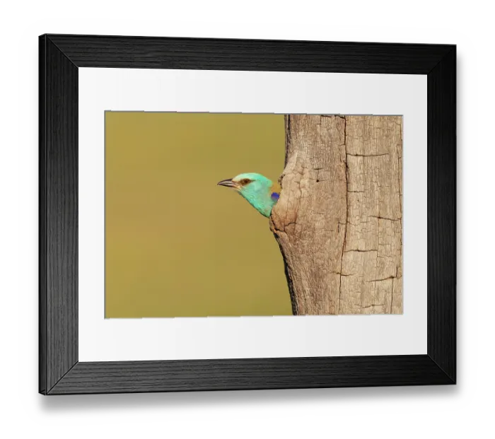 Framed Print : European roller (Coracias garrulus) female, peering out from nest hole, Pusztaszer, Kiskunsagi National Park, Hungary. May Framed Print : European roller (Coracias garrulus) female, peering out from nest hole, Pusztaszer, Kiskunsagi National Park, Hungary. May