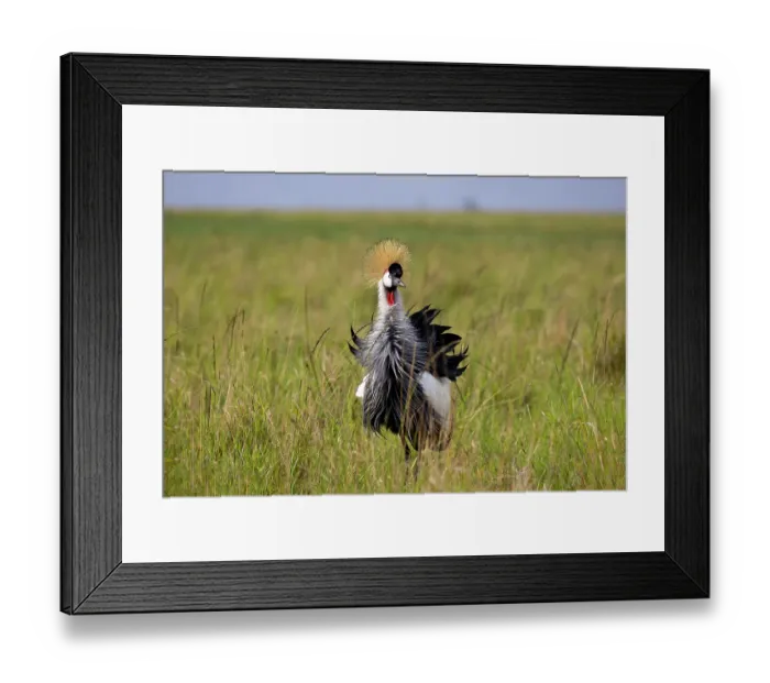 Framed Print : Black crowned crane (Balearica pavonina) foraging for food in the savanna, Masai Mara National Reserve, Kenya Framed Print : Black crowned crane (Balearica pavonina) foraging for food in the savanna, Masai Mara National Reserve, Kenya