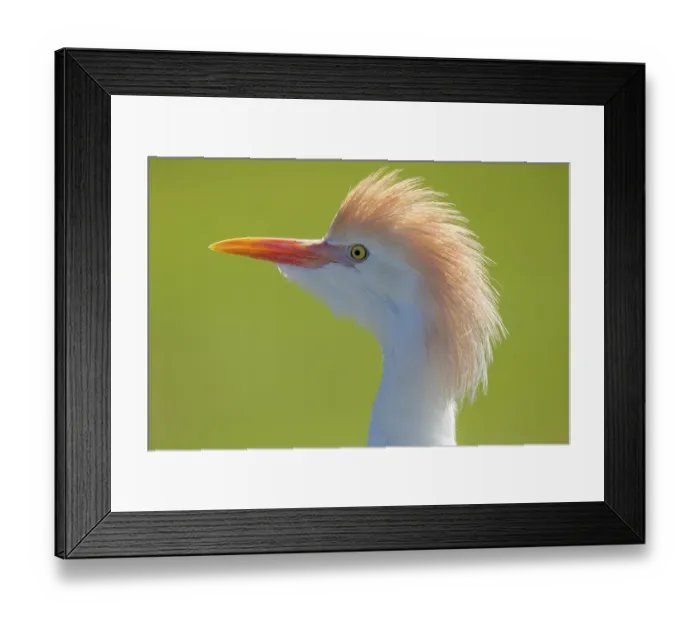 Framed Print : Cattle egret (Bubulcus ibis) head portrait, Branfere Animal and Botany Park, Morbihan, France