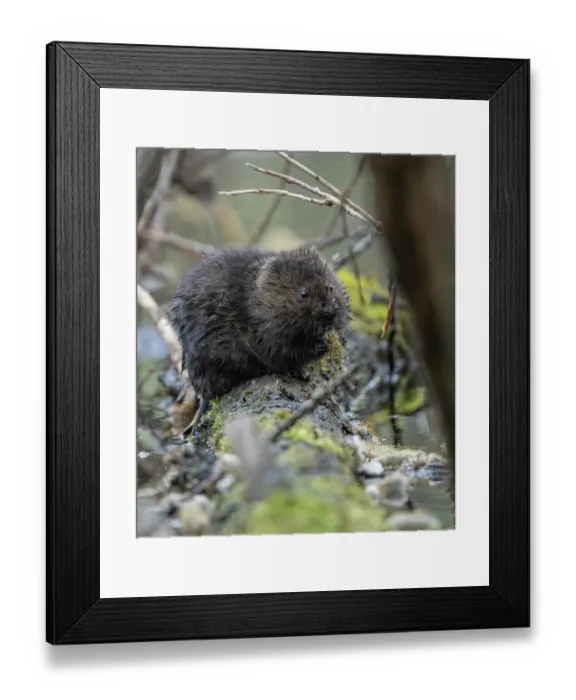 Framed Print : Northern water vole (Arvicola amphibius) feeding on willow flowers, Finland. May Framed Print : Northern water vole (Arvicola amphibius) feeding on willow flowers, Finland. May