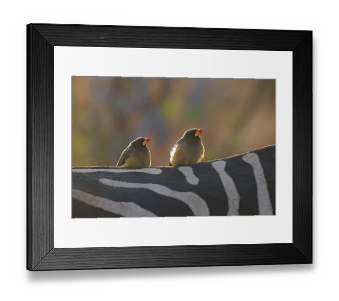 Framed Print : Two Yellow-billed oxpeckers (Buphagus africanus) perched on the back of a Zebra (Equus sp.), Kruger National Park, South Africa Framed Print : Two Yellow-billed oxpeckers (Buphagus africanus) perched on the back of a Zebra (Equus sp.), Kruger National Park, South Africa