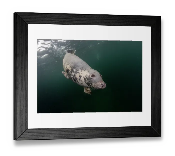 Framed Print : Grey seal (Halichoerus grypus) swimming underwater, Shetland Isles, Scotland, UK, Atlantic Ocean Framed Print : Grey seal (Halichoerus grypus) swimming underwater, Shetland Isles, Scotland, UK, Atlantic Ocean