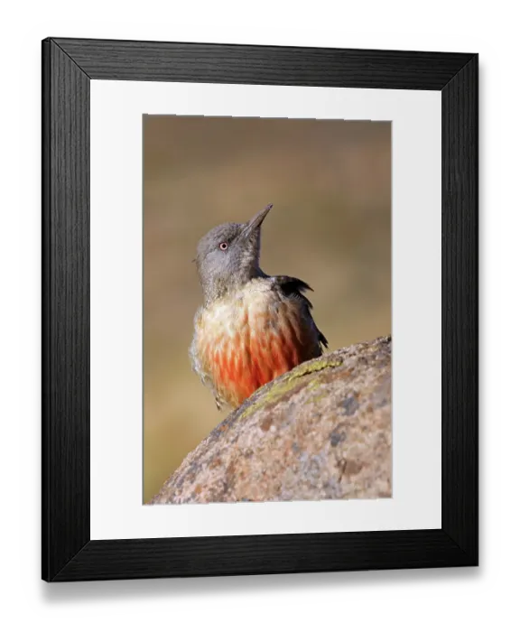 Framed Print : Ground woodpecker (Geocolaptes olivaceus) perched on a rock, Naude's Nek, Eastern Cape, South Africa Framed Print : Ground woodpecker (Geocolaptes olivaceus) perched on a rock, Naude's Nek, Eastern Cape, South Africa