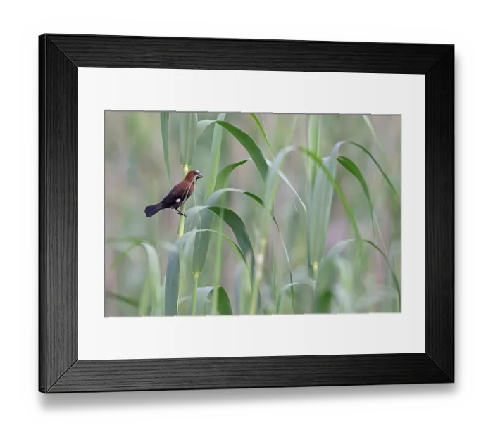 Framed Print : Thick-billed weaver (Amblyospiza albifrons) male, perched on plant stem carrying nesting material in beak, Balgowan, KwaZulu Natal, South Africa Framed Print : Thick-billed weaver (Amblyospiza albifrons) male, perched on plant stem carrying nesting material in beak, Balgowan, KwaZulu Natal, South Africa